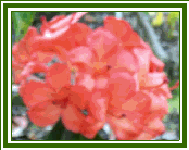 Vireya 'Jaffa'