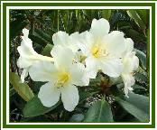 Vireya 'Jean Baptiste'
