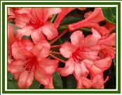 Vireya 'Jeanhee'