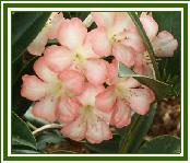 Vireya 'Jenna Soojean'