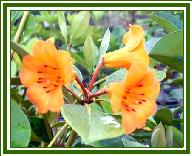Vireya R. aequible X r. christianae