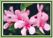 Vireya 'Lawrence'