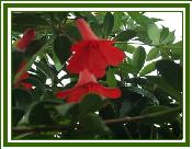 Vireya 'Little Pinkie'