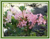 Vireya 'Little Pinkie'