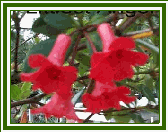 Vireya 'Little Pinkie'