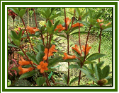 Vireya 'Lucie Sorensen'