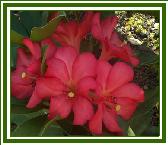 Vireya 'Margaret Lorraine'