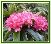 Vireya 'Marshall Pierce Madison'