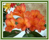 Vireya 'Mt. Pire'