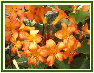 Vireya Apricot Gem