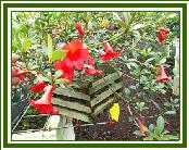 Vireya 'St. Valentine'