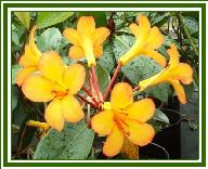 Vireya Apricot Star