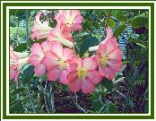 Vireya 'St. Valentine'