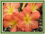Vireya 'Salmon Star'