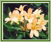 Vireya 'Salmon Star'