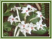 Vireya Species 'R. jasminiflorum'