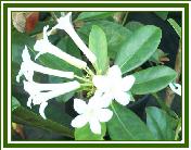 Vireya Species 'R. loranthiflorum'