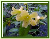 Vireya Species 'R. loranthiflorum'