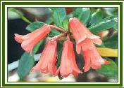 Vireya Species - x planecostatum