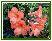 Vireya 'Birat Red'