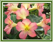 Vireya 'Calavar'