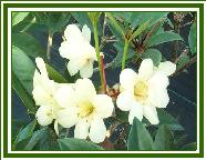 Vireya 'Candlelight'