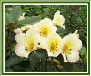 Vireya 'Cara Mia'