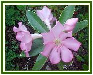 Vireya 'Cephas'