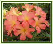 Vireya 'FD 030A'