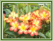 Vireya 'Finnegan's Rainbow'