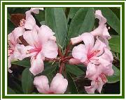 Vireya 'First Light'