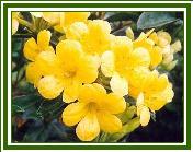Vireya 'Gilded Sunrise'