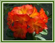 Vireya 'Glowing Embers' nickname