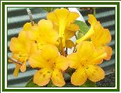 Vireya 'Gold Coast'
