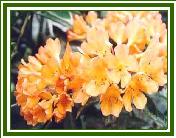 Vireya 'Golden Charm'