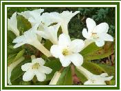 Vireya 'Gossamer White'