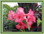 Vireya 'Goldilocks'