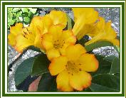 Vireya 'Haloed Gold'
