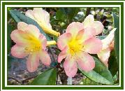 Vireya 'Hampton Pride'