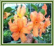 Vireya 'Happy Wanderer'