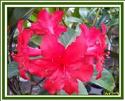 Vireya Kapo (grex - select cultivar 'Teahouse'