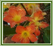 Vireya 'HF 055A'